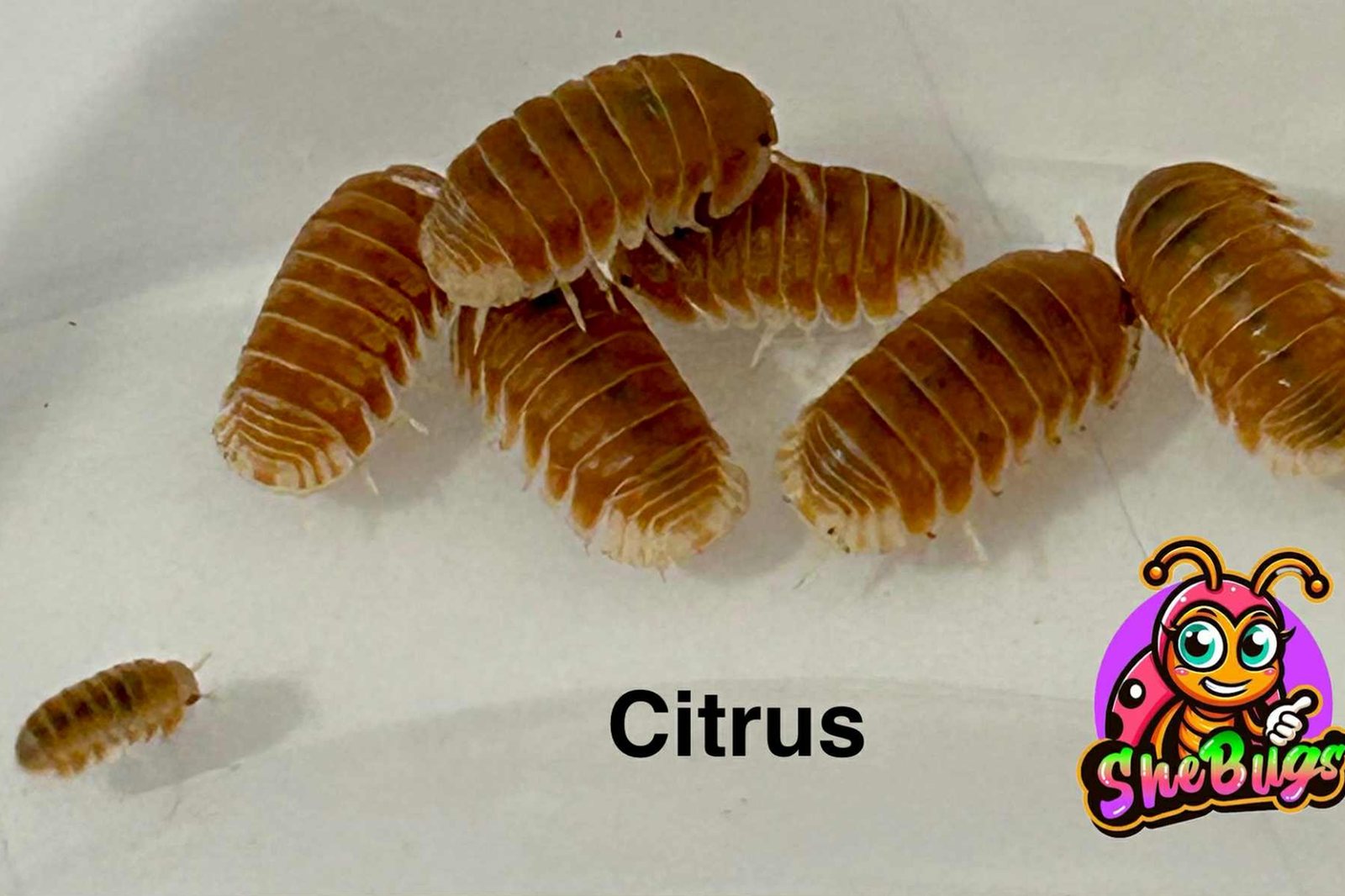Citrus