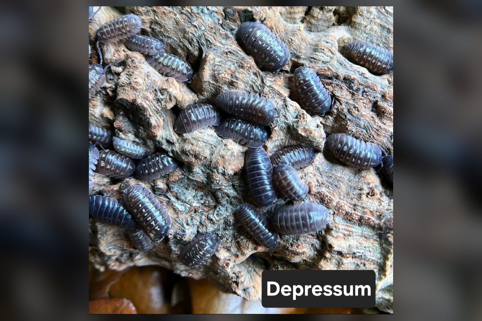 Depressum