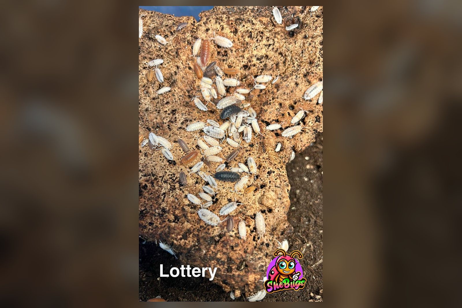 Lottery (scaber)