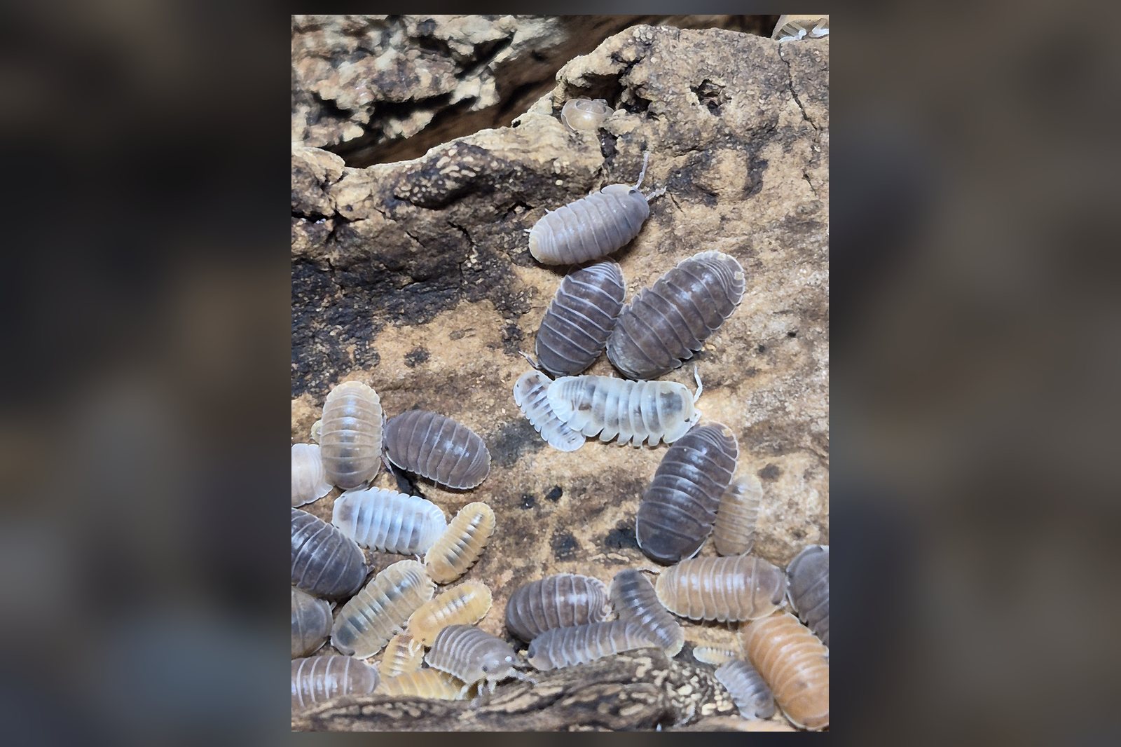 Mermaid Pearls