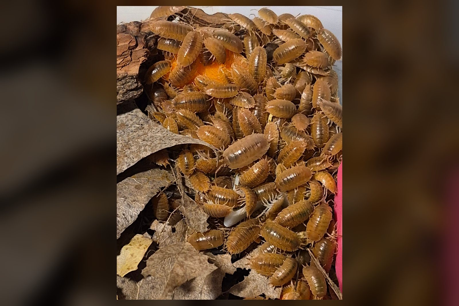 Porcellio Laevis Orange