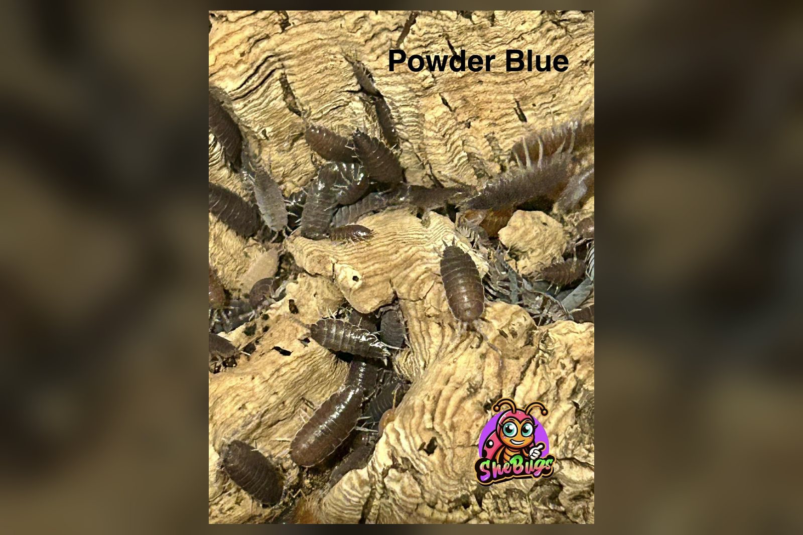 Powder Blue