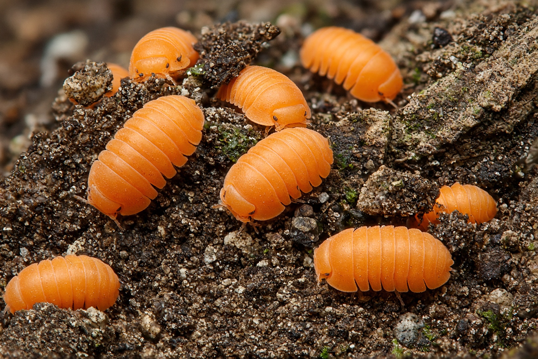 Orange Vigor