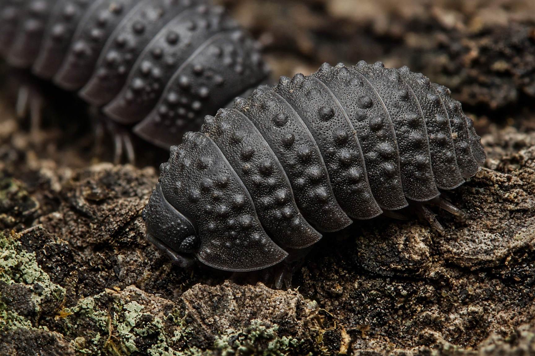 Spikey Armadillo (tuberculatus)